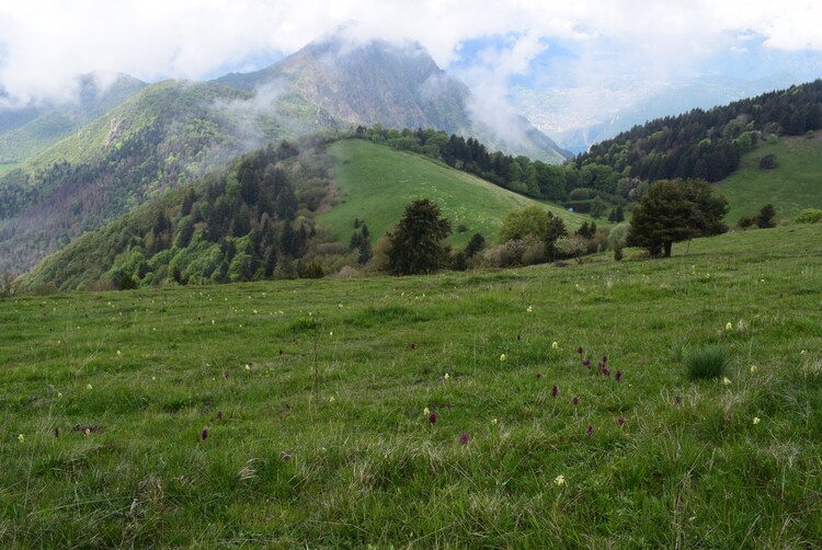 Le fioriture di Monte Agolo (Sebino bresciano)