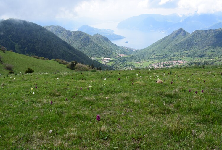 Le fioriture di Monte Agolo (Sebino bresciano)