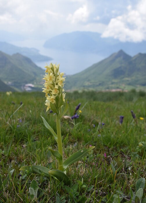 Le fioriture di Monte Agolo (Sebino bresciano)