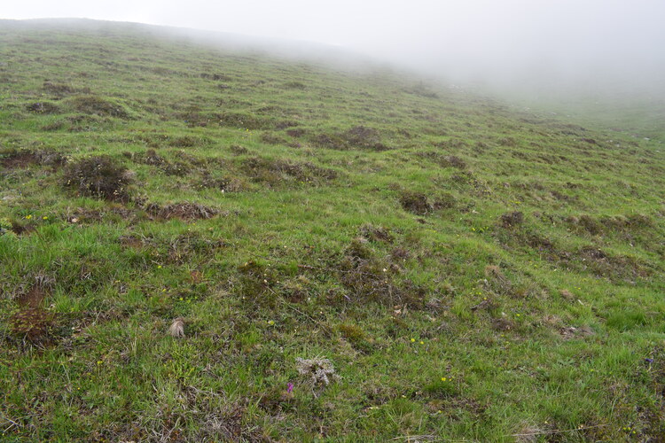 Le fioriture di Monte Agolo (Sebino bresciano)