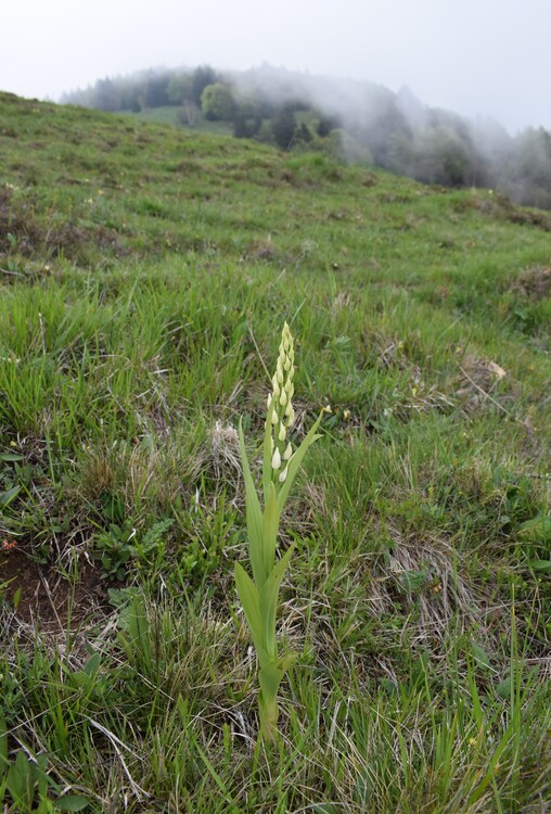 Le fioriture di Monte Agolo (Sebino bresciano)