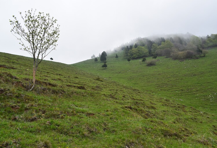 Le fioriture di Monte Agolo (Sebino bresciano)