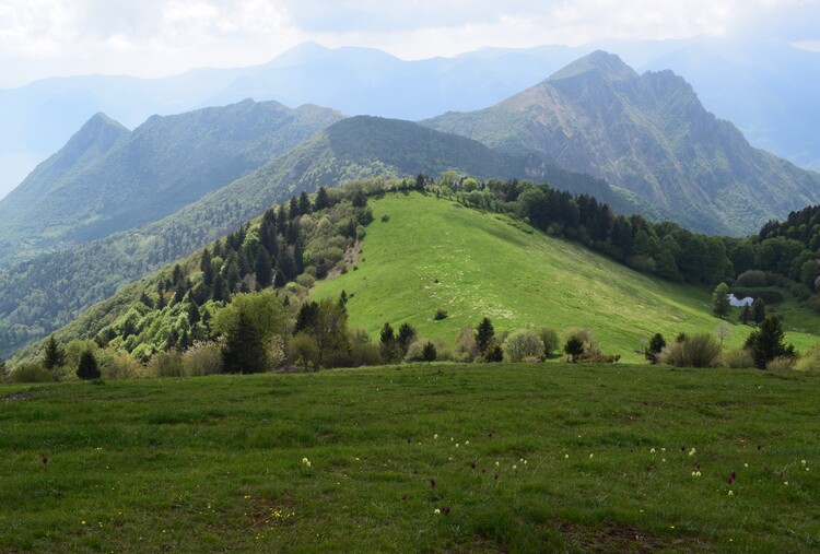 Le fioriture di Monte Agolo (Sebino bresciano)