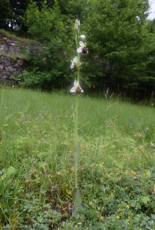 Ophrys albertiana (Sebino bergamasco)