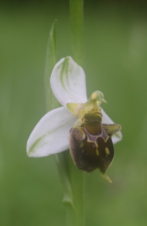 Ophrys albertiana (Sebino bergamasco)