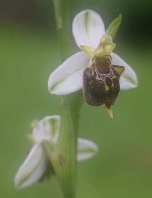 Ophrys albertiana (Sebino bergamasco)