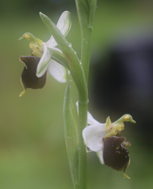 Ophrys albertiana (Sebino bergamasco)