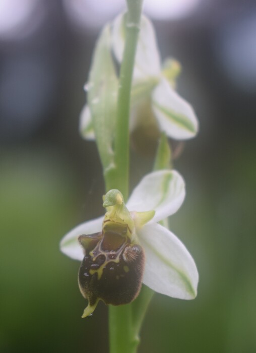 Ophrys ×albertiana (Sebino bergamasco)