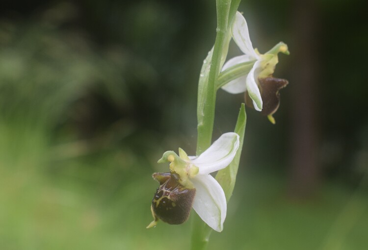 Ophrys albertiana (Sebino bergamasco)