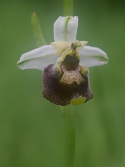 Ophrys albertiana (Sebino bergamasco)