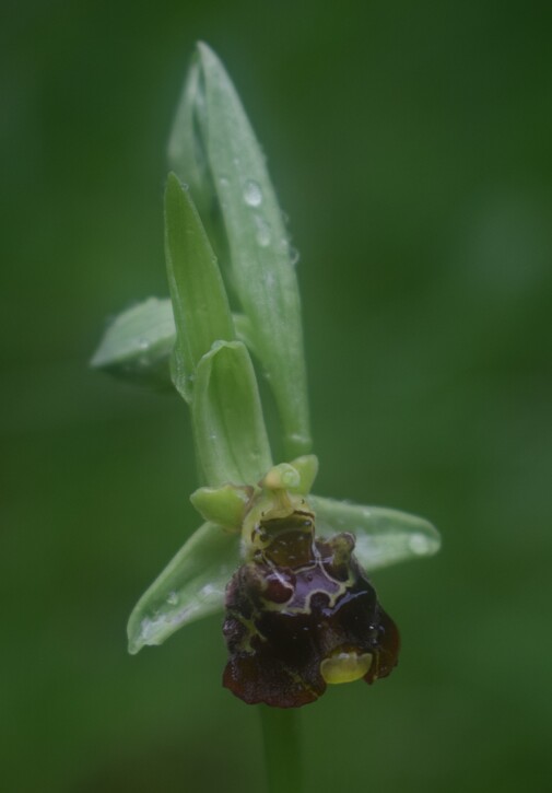 Ophrys albertiana (Sebino bergamasco)