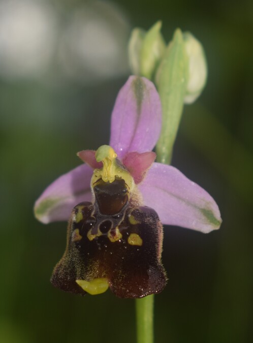 Ophrys albertiana (Sebino bergamasco)