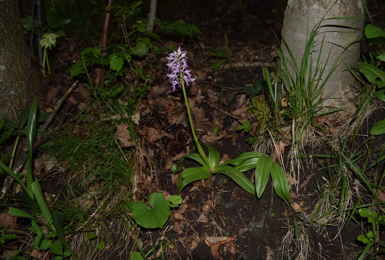 Orchis militaris (Valle Camonica)