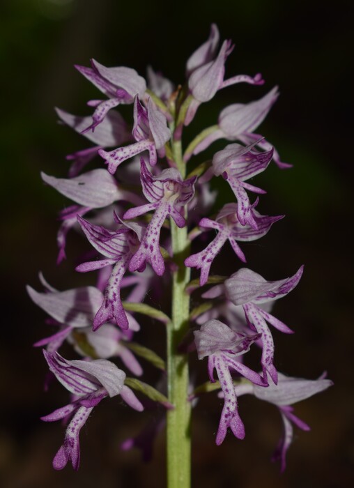 Orchis militaris (Valle Camonica)