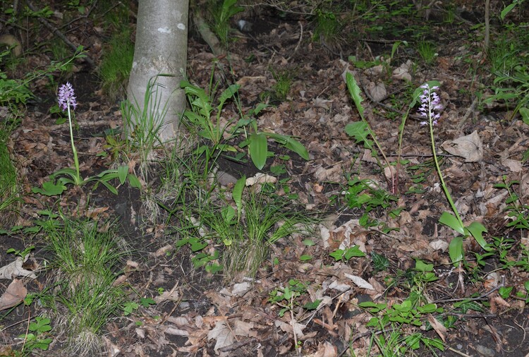 Orchis militaris (Valle Camonica)