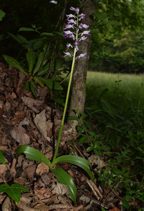 Orchis militaris (Valle Camonica)