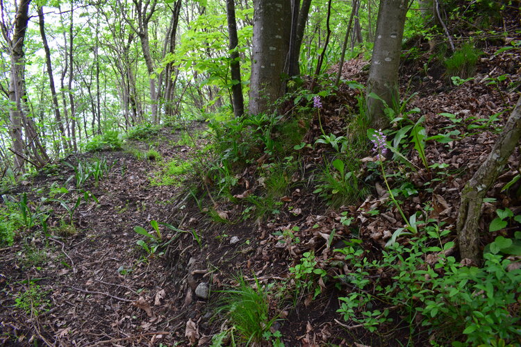 Orchis militaris (Valle Camonica)