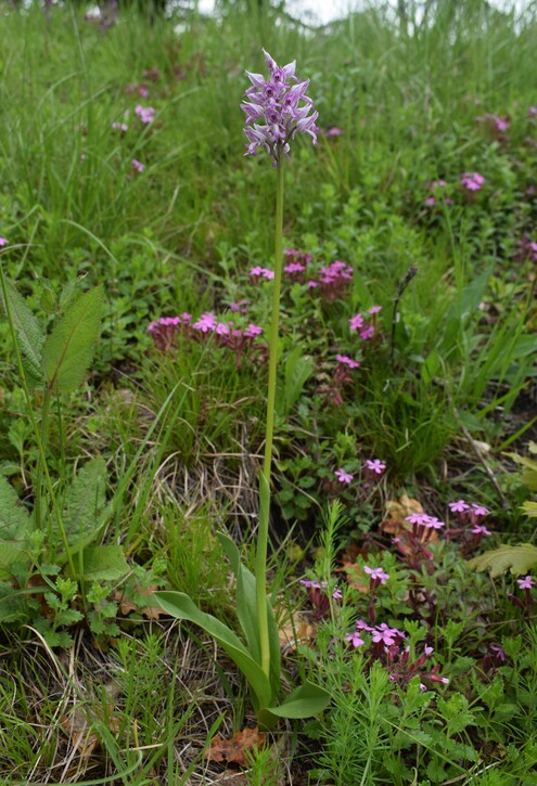 Orchis militaris (Valle Camonica)