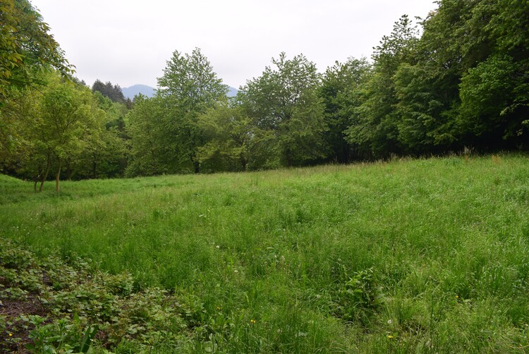 Orchis militaris (Valle Camonica)