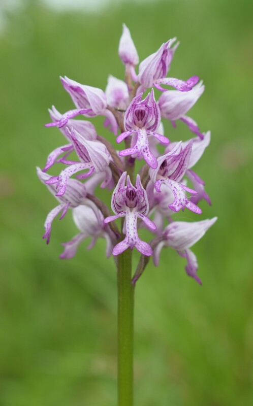 Orchis militaris (Valle Camonica)