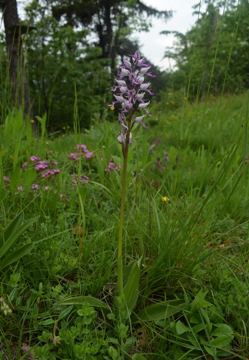 Orchis militaris (Valle Camonica)