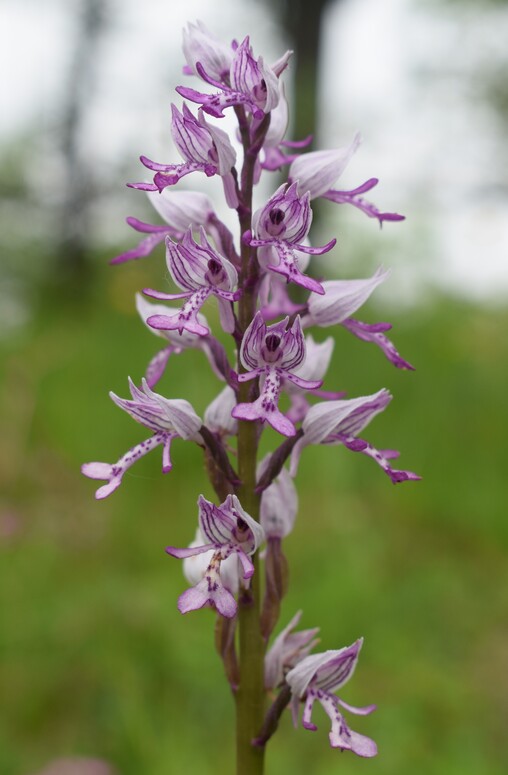 Orchis militaris (Valle Camonica)