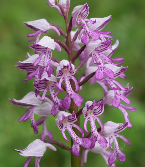 Orchis militaris (Valle Camonica)