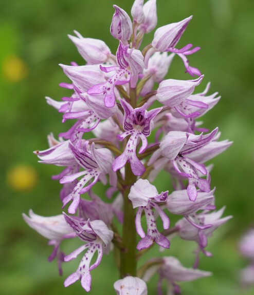 Orchis militaris (Valle Camonica)