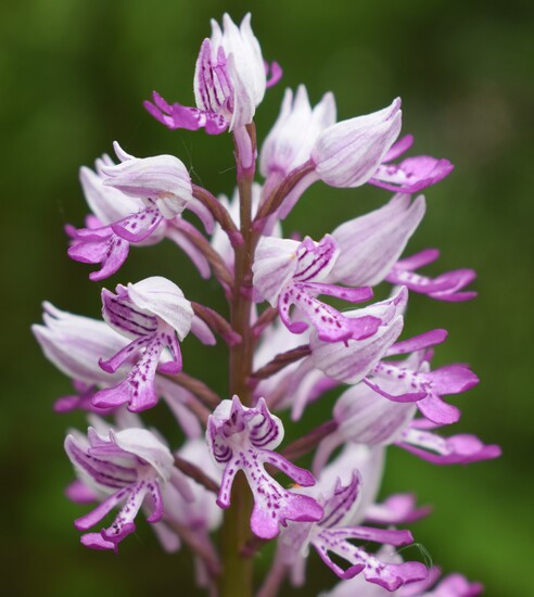 Orchis militaris (Valle Camonica)