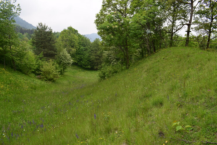 Orchis militaris (Valle Camonica)