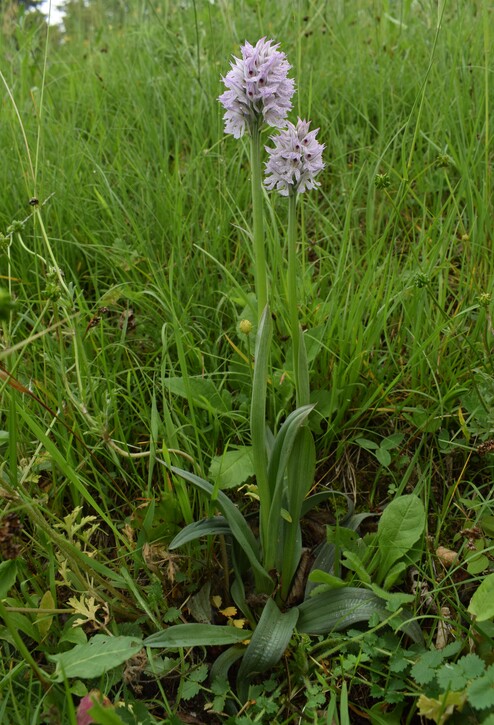 Orchis militaris (Valle Camonica)