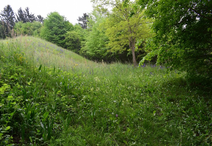 Orchis militaris (Valle Camonica)