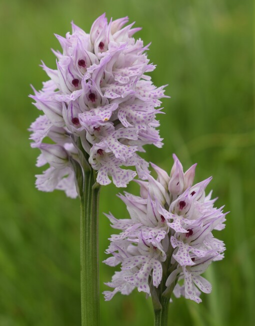 Orchis militaris (Valle Camonica)