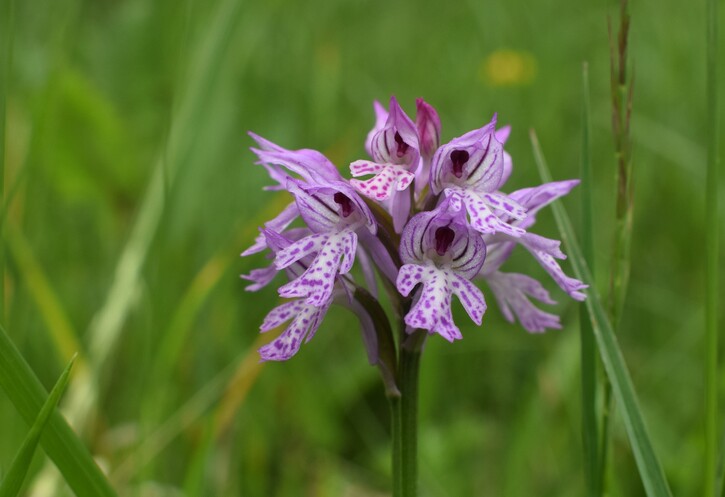 Orchis militaris (Valle Camonica)