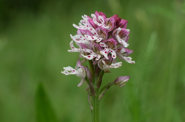 Orchis militaris (Valle Camonica)