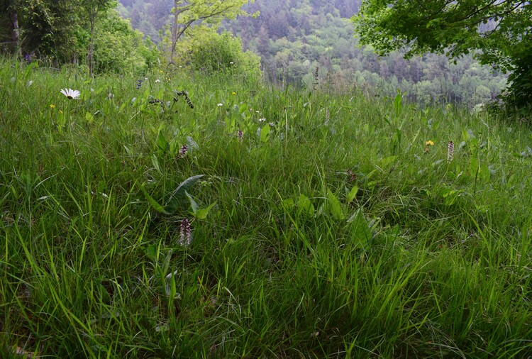 Orchis militaris (Valle Camonica)