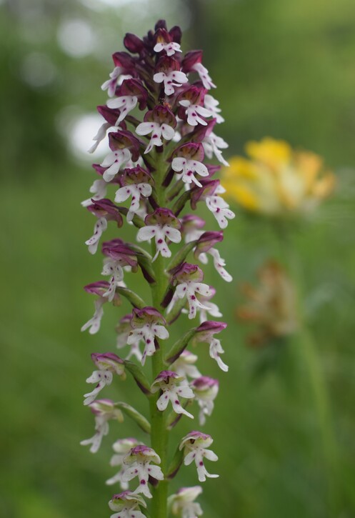 Orchis militaris (Valle Camonica)