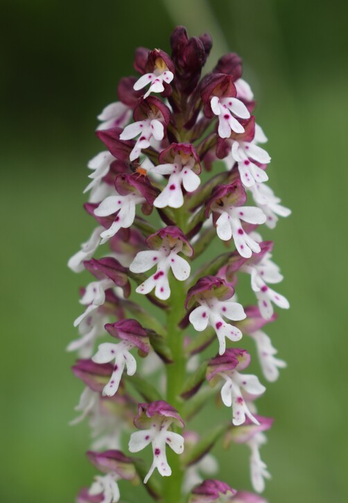 Orchis militaris (Valle Camonica)