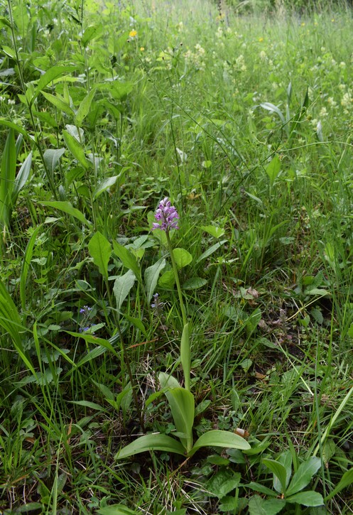 Orchis militaris (Valle Camonica)