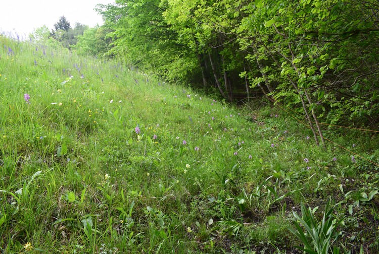 Orchis militaris (Valle Camonica)