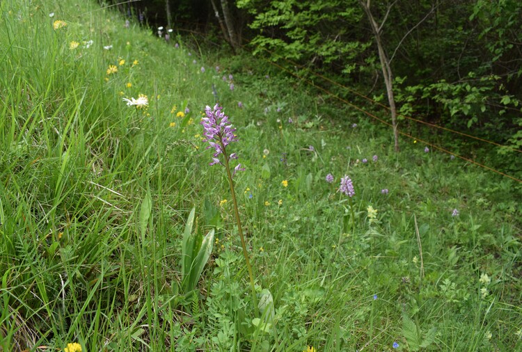 Orchis militaris (Valle Camonica)