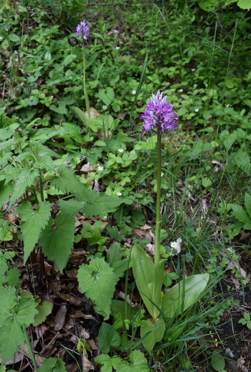 Orchis militaris (Valle Camonica)