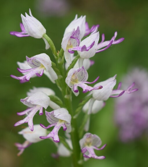 Orchis militaris (Valle Camonica)