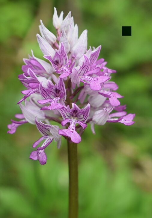 Orchis militaris (Valle Camonica)