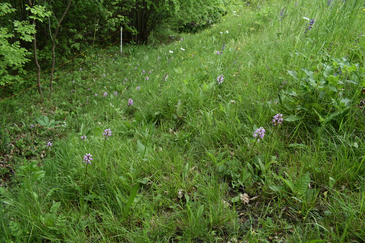 Orchis militaris (Valle Camonica)