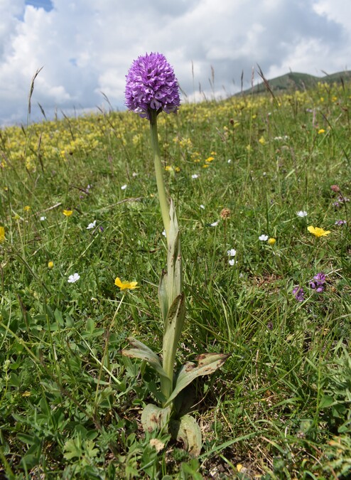 Le entusiasmanti fioriture di Monte Nerone (Appennino Umbro-Marchigiano)