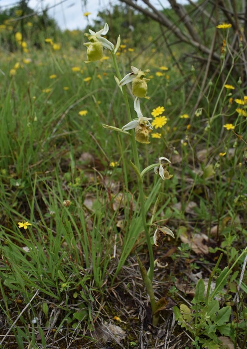 Le entusiasmanti fioriture di Monte Nerone (Appennino Umbro-Marchigiano)