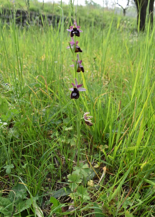 Le orchidee di Montisola (Lago d''Iseo)