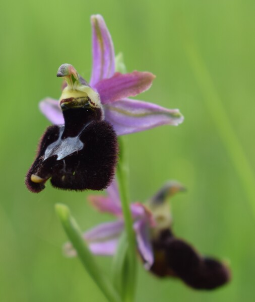 Le orchidee di Montisola (Lago d''Iseo)