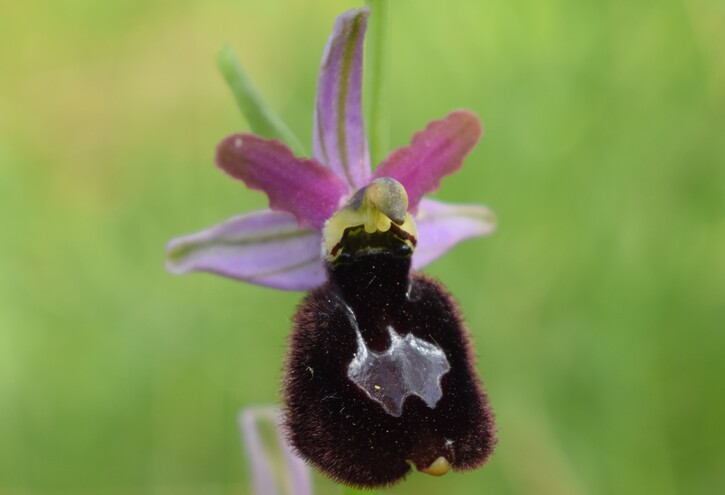 Le orchidee di Montisola (Lago d''Iseo)